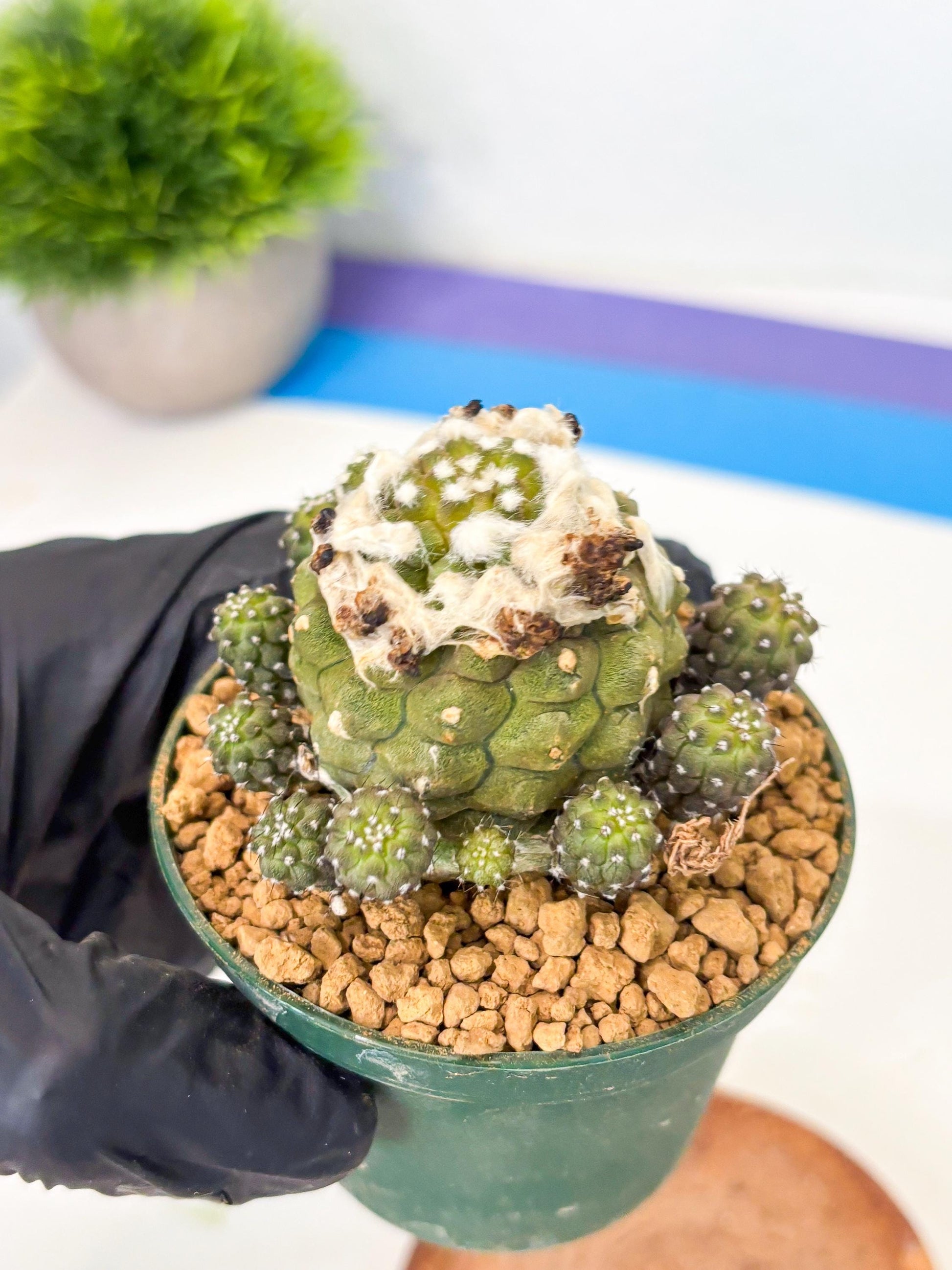 Copiapoa hypogaea (P) | Fully Rooted | Rare imported Cactus