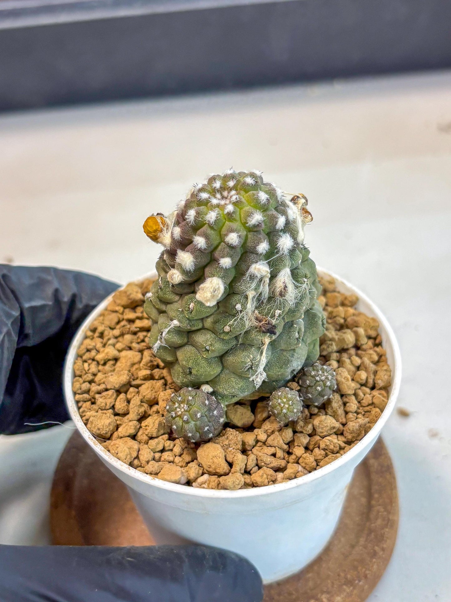 Copiapoa hypogaea (Yellow) | Fully Rooted | Rare imported Cactus