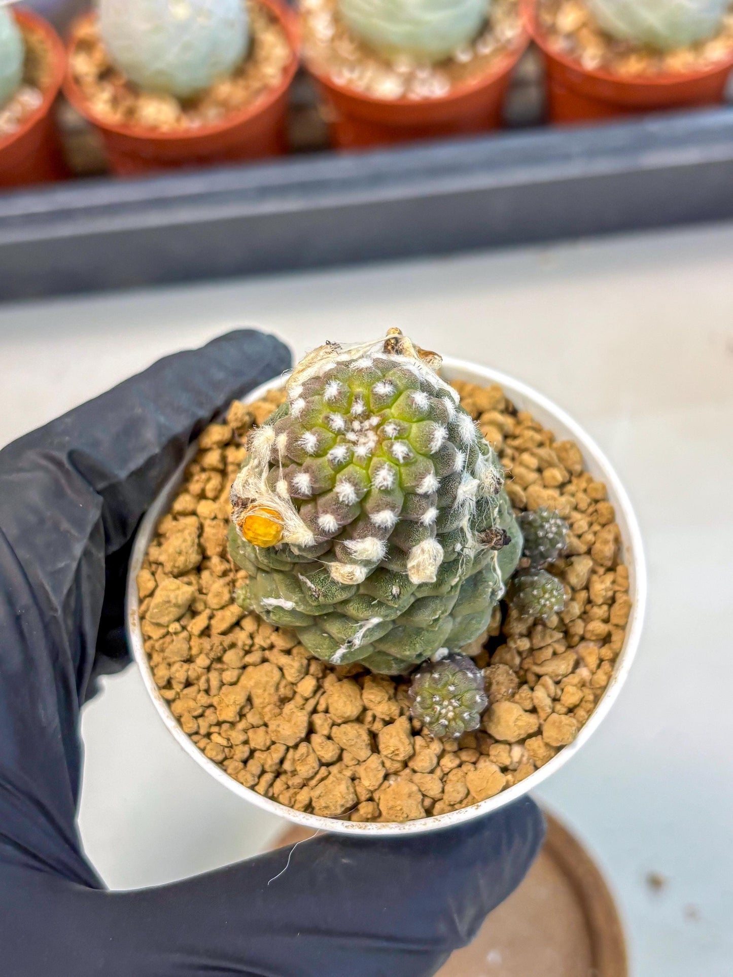 Copiapoa hypogaea (Yellow) | Fully Rooted | Rare imported Cactus