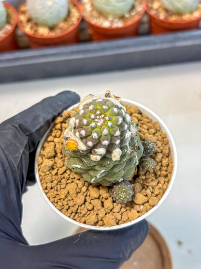 Copiapoa hypogaea (Yellow) | Fully Rooted | Rare imported Cactus