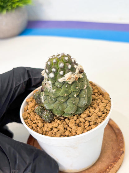 Copiapoa hypogaea (Yellow) | Fully Rooted | Rare imported Cactus