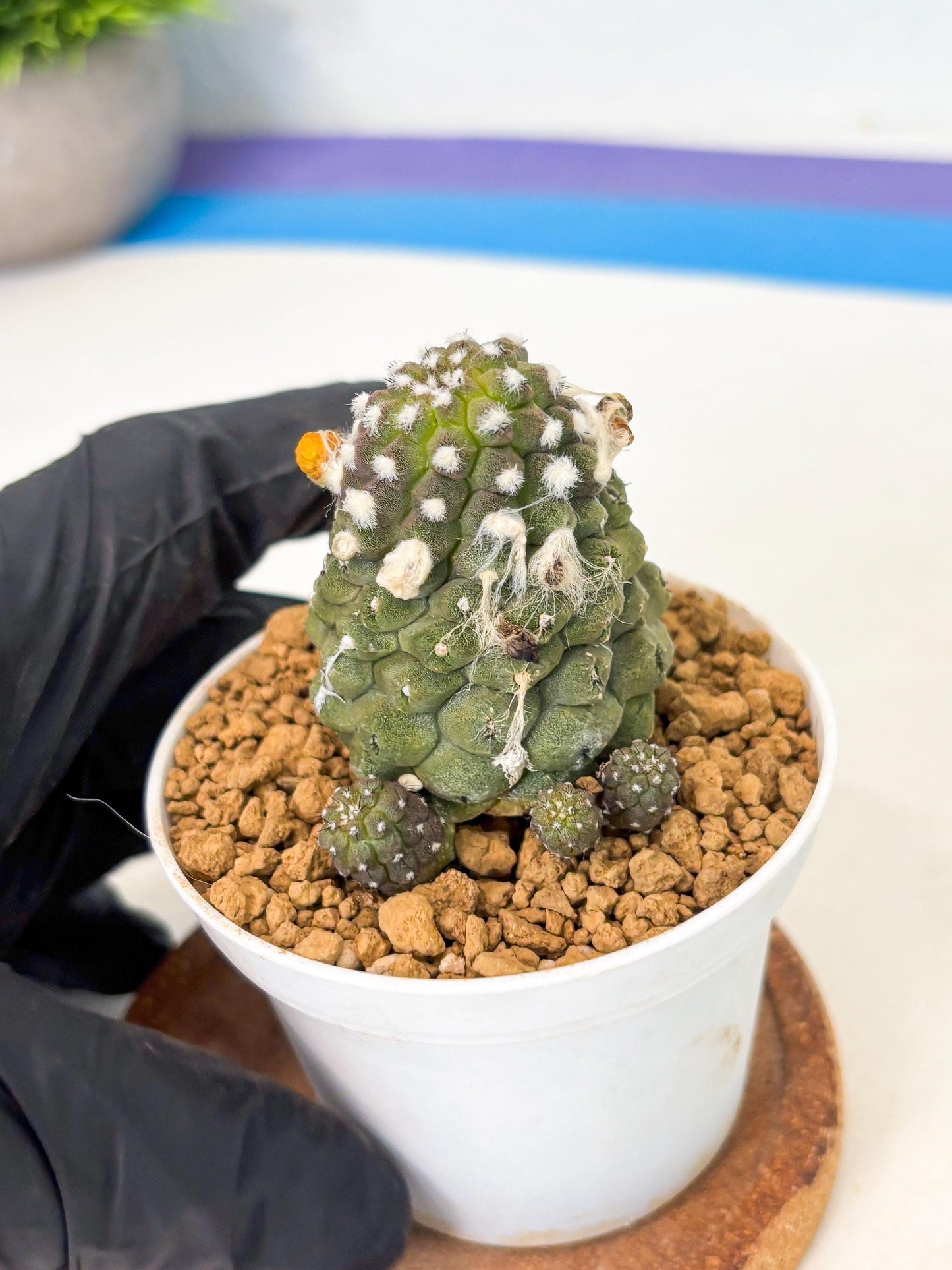 Copiapoa hypogaea (Yellow) | Fully Rooted | Rare imported Cactus