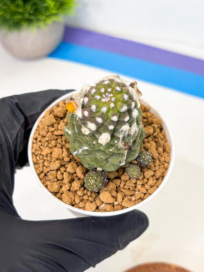 Copiapoa hypogaea (Yellow) | Fully Rooted | Rare imported Cactus