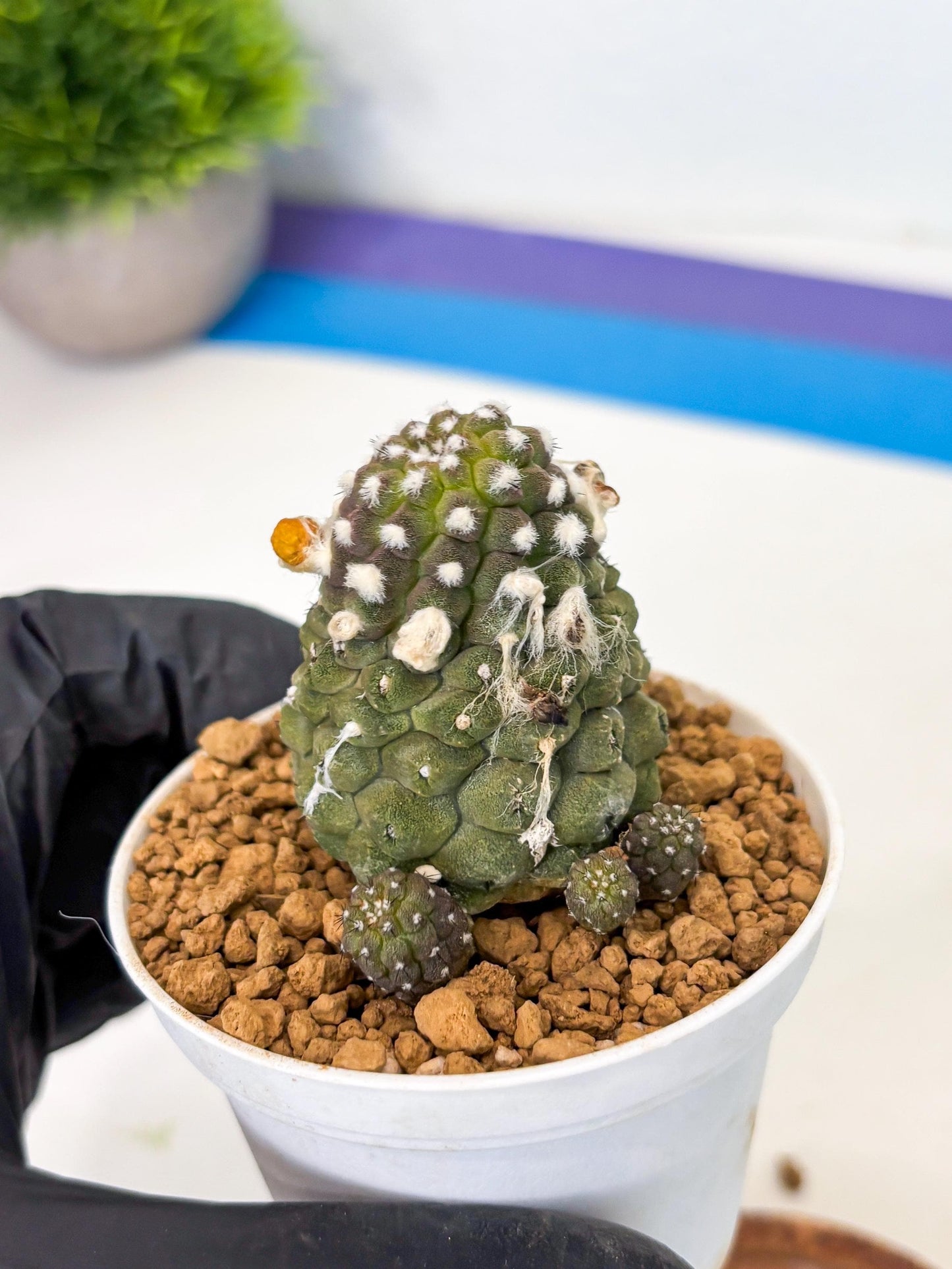 Copiapoa hypogaea (Yellow) | Fully Rooted | Rare imported Cactus