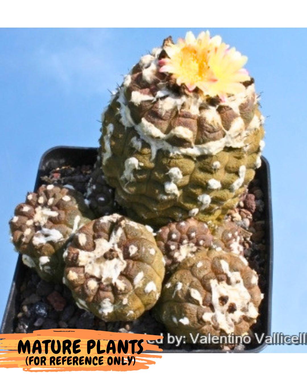 Copiapoa hypogaea (Yellow) | Fully Rooted | Rare imported Cactus