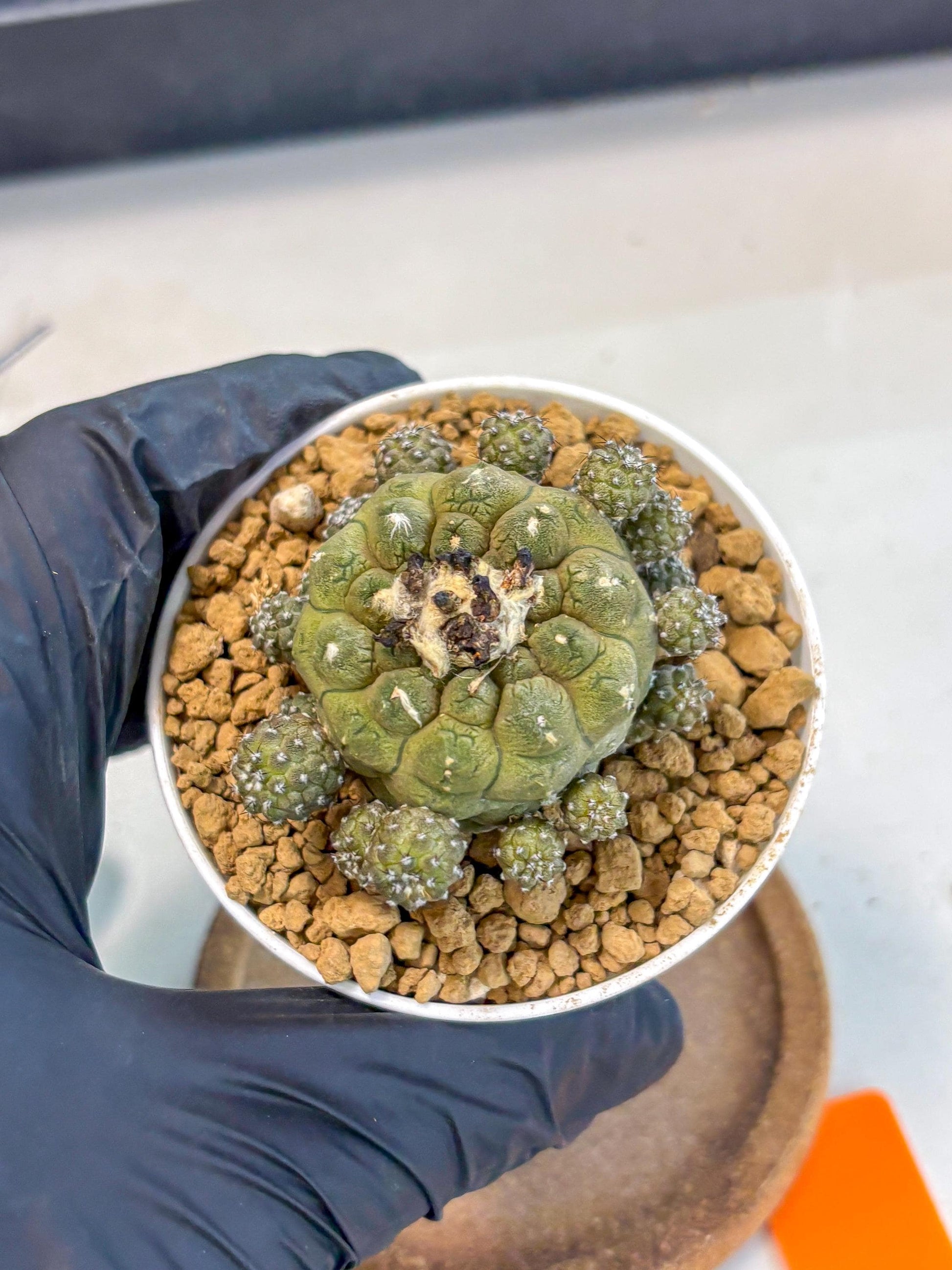 Copiapoa hypogaea (o) | Rare Plant