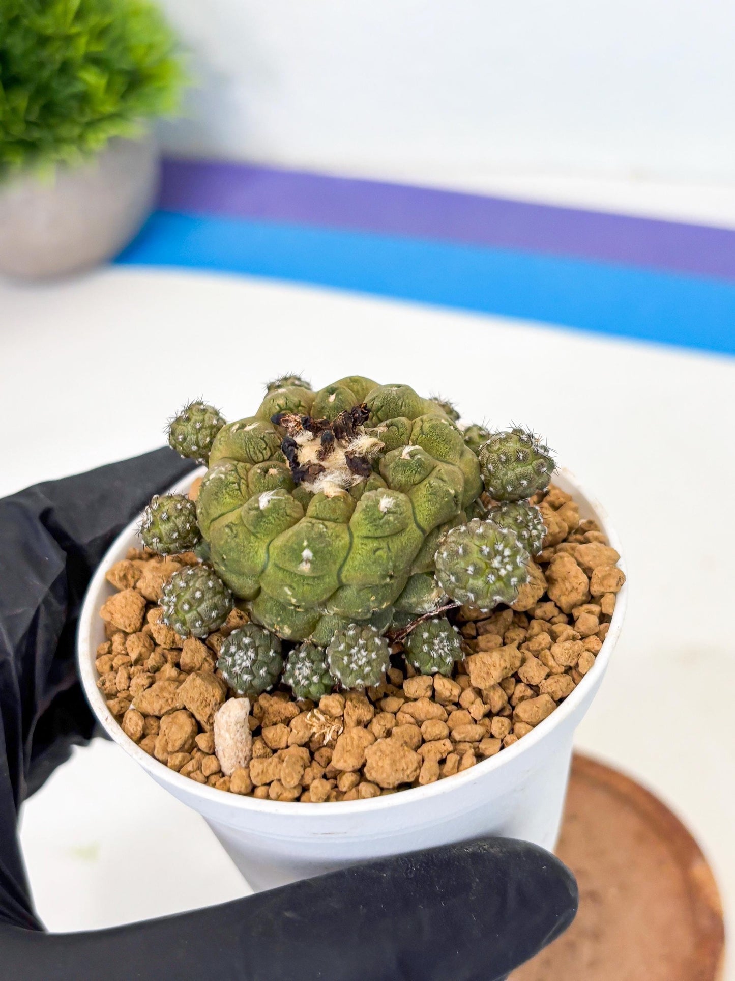 Copiapoa hypogaea (o) | Rare Plant