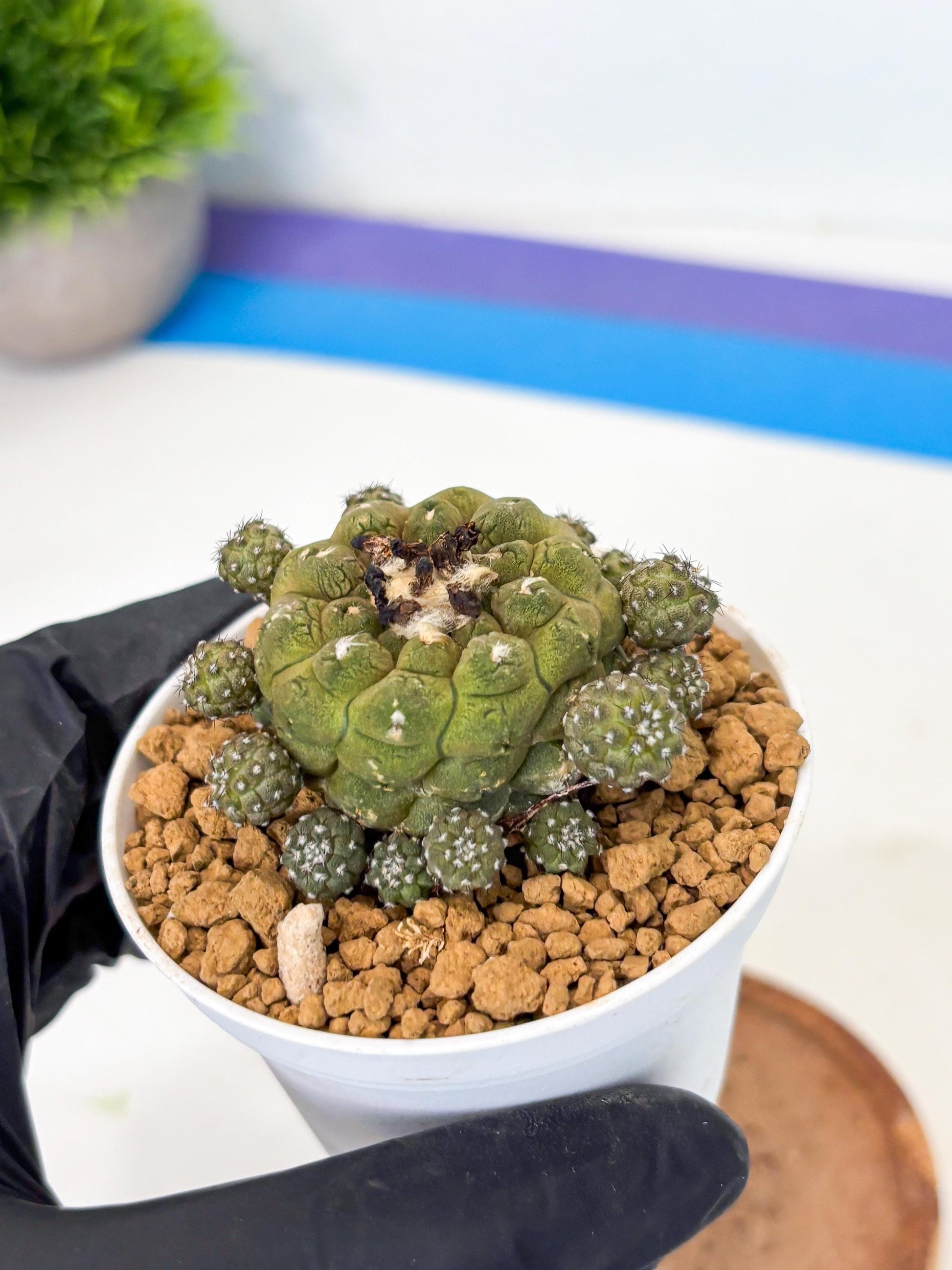 Copiapoa hypogaea (o) | Rare Plant