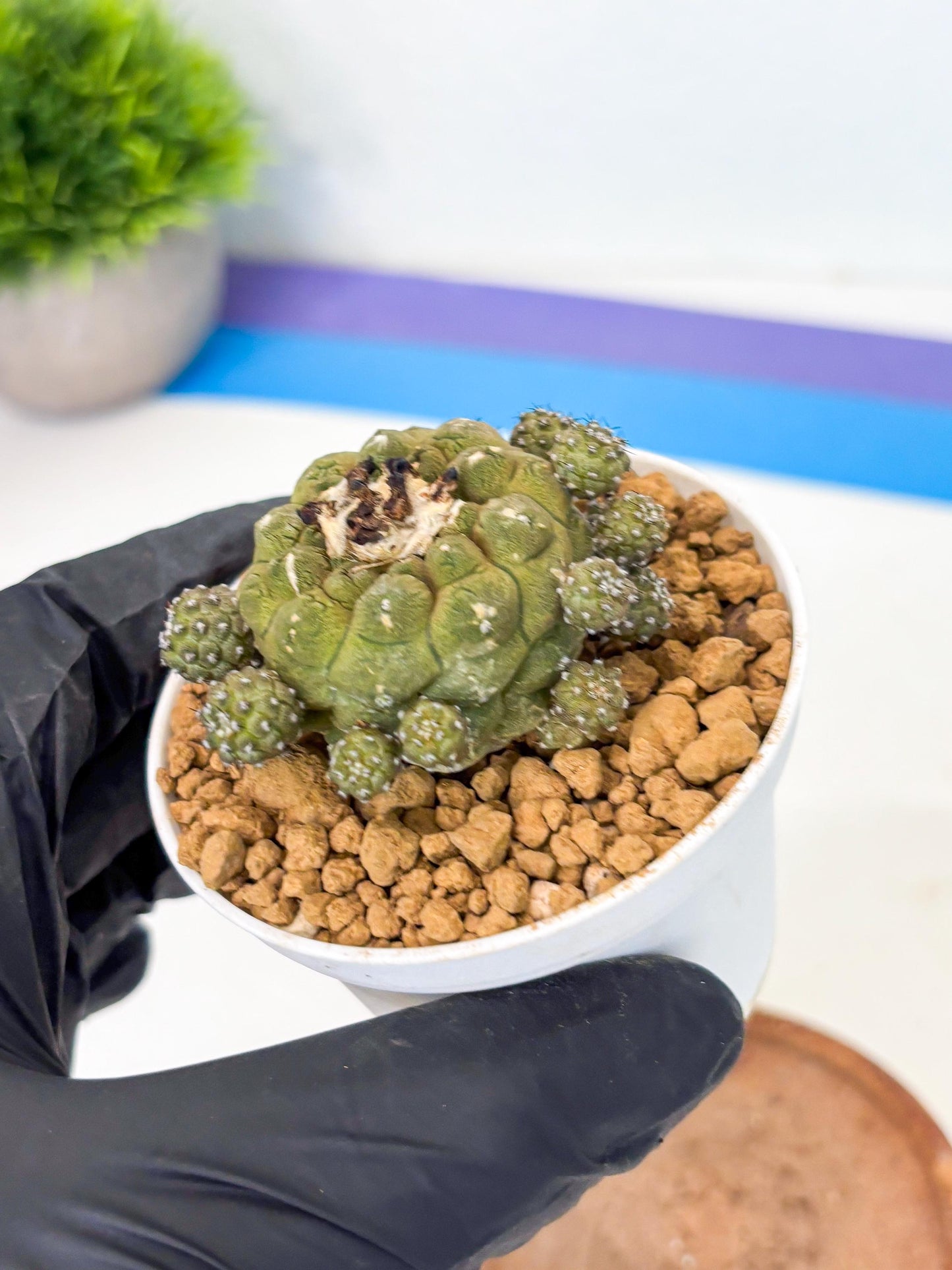 Copiapoa hypogaea (o) | Rare Plant