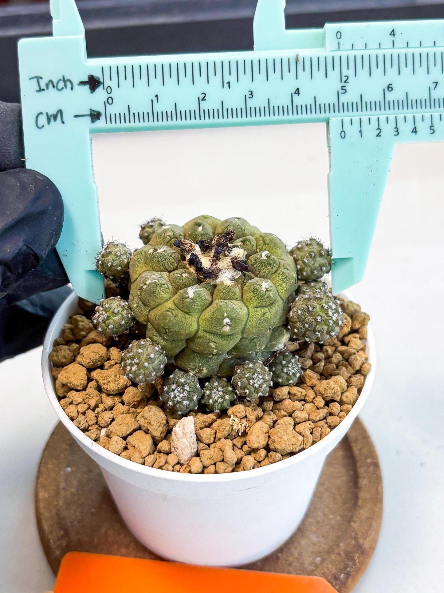 Copiapoa hypogaea (o) | Rare Plant