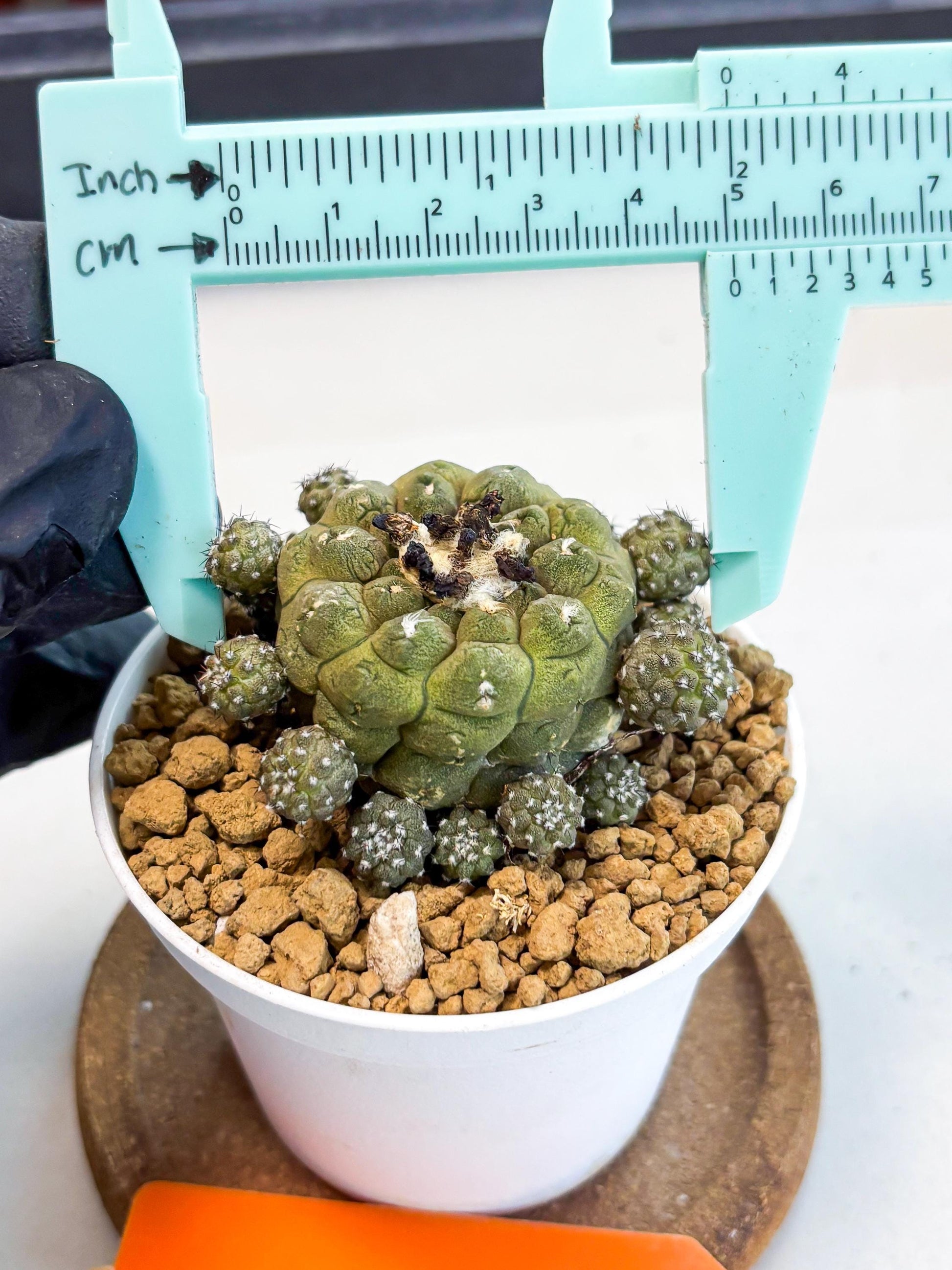 Copiapoa hypogaea (o) | Rare Plant