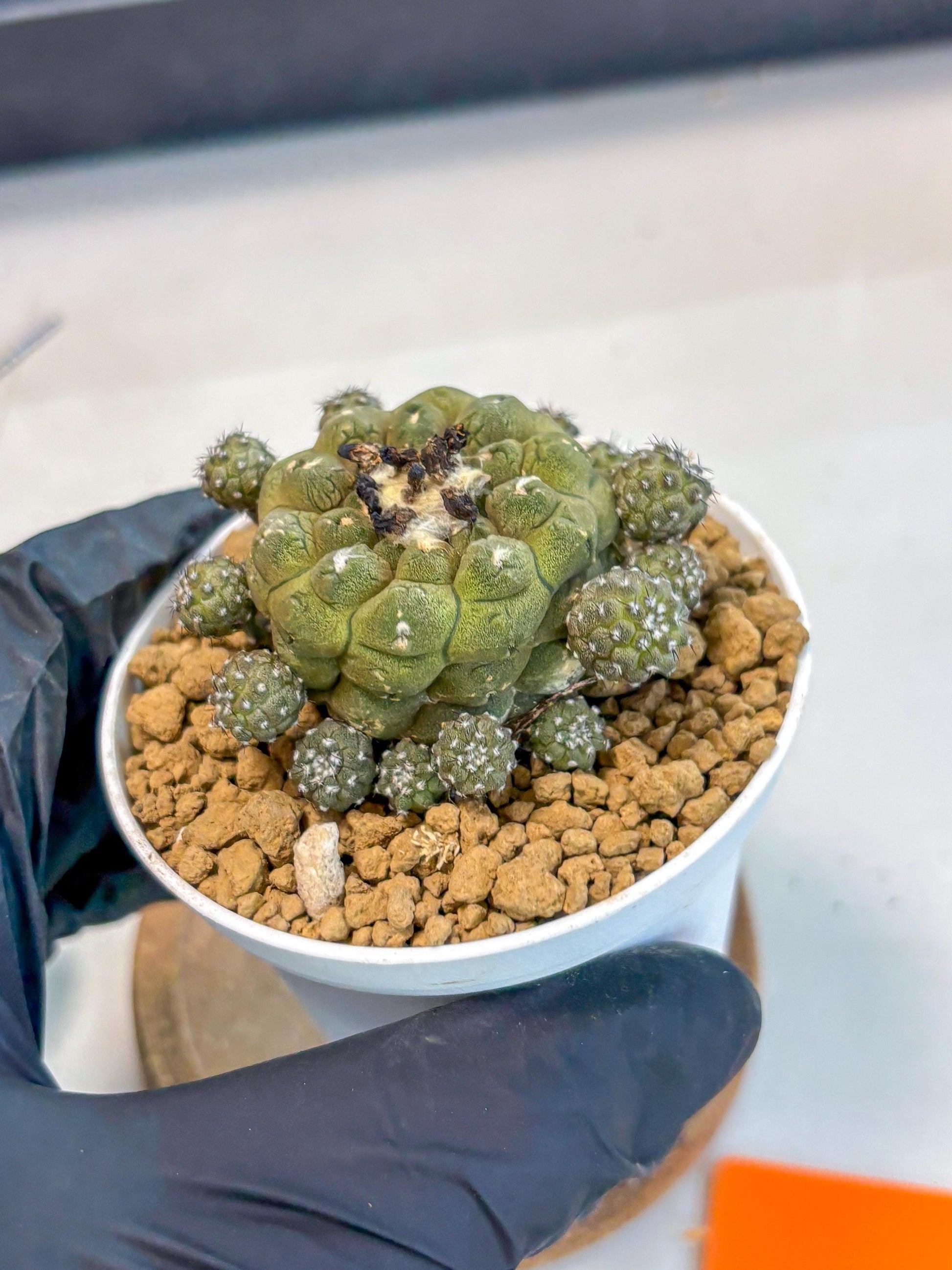 Copiapoa hypogaea (o) | Rare Plant