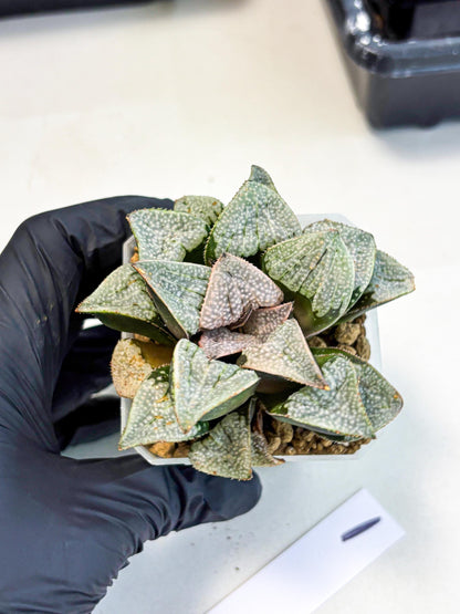 Haworthia Splendes Japan (wa1) (g1) | Rare Succulent