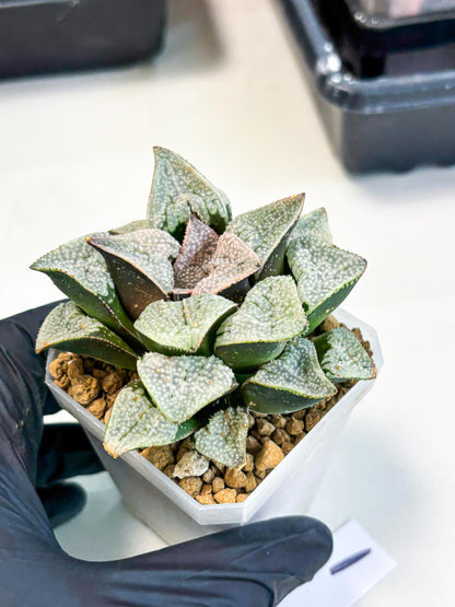 Haworthia Splendes Japan (wa1) (g1) | Rare Succulent
