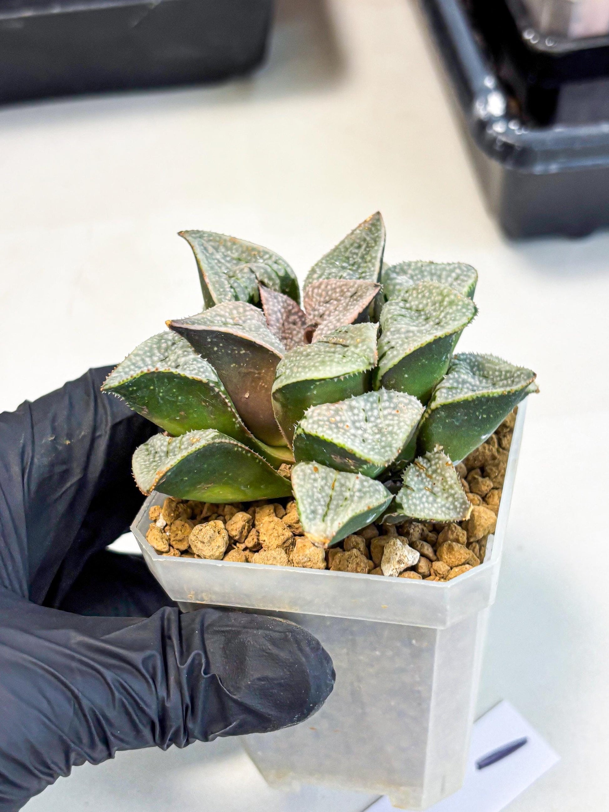 Haworthia Splendes Japan (wa1) (g1) | Rare Succulent