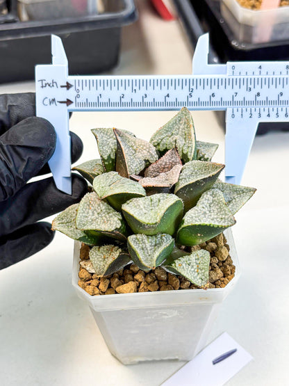 Haworthia Splendes Japan (wa1) (g1) | Rare Succulent