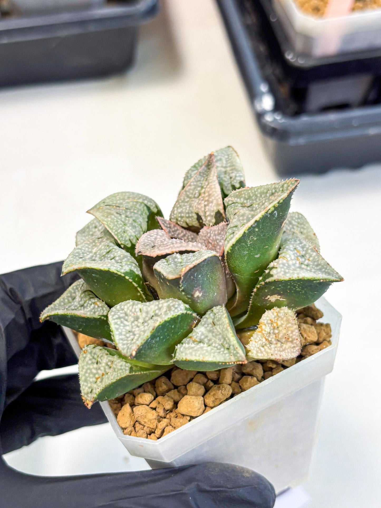 Haworthia Splendes Japan (wa1) (g1) | Rare Succulent