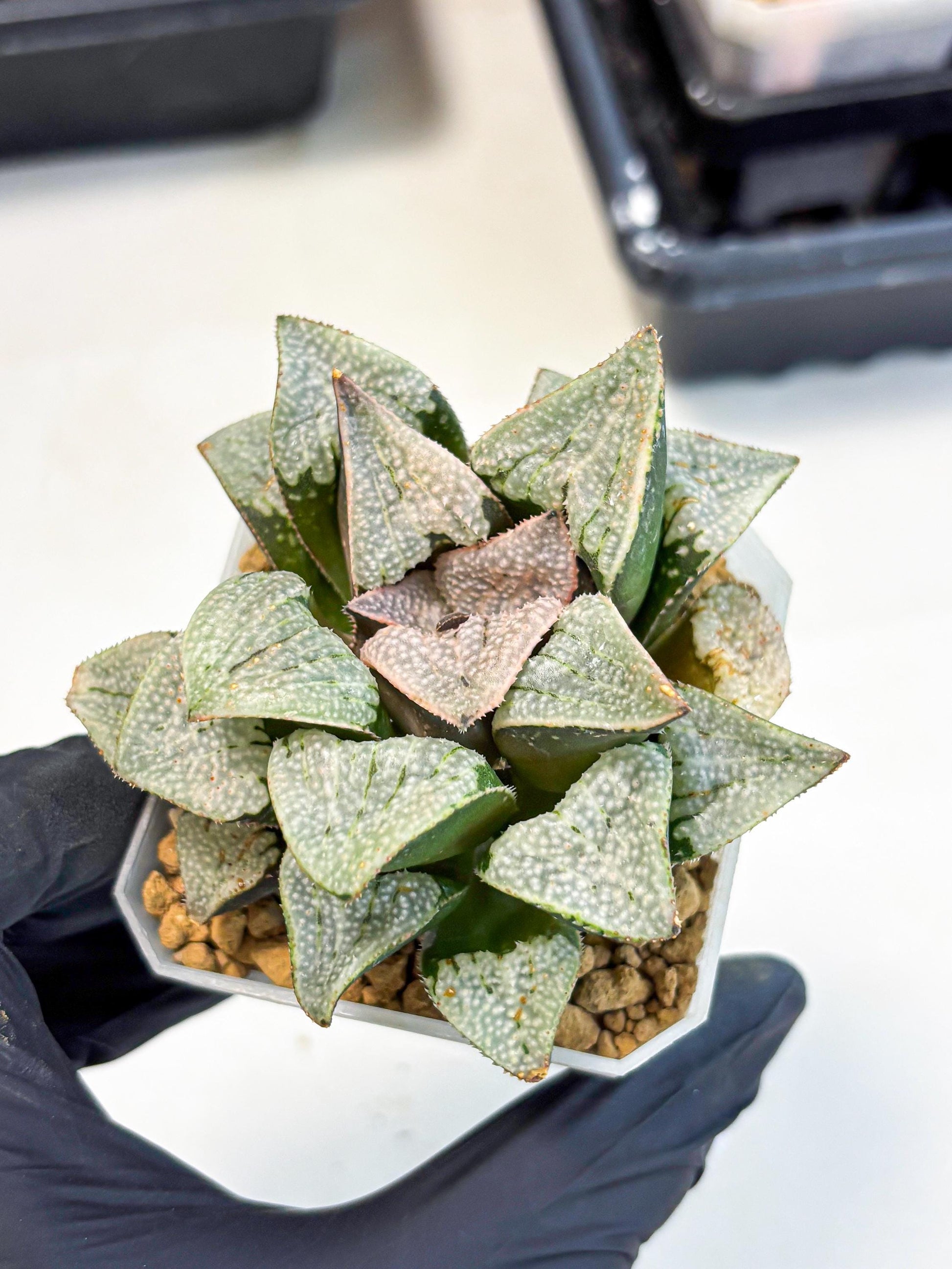 Haworthia Splendes Japan (wa1) (g1) | Rare Succulent