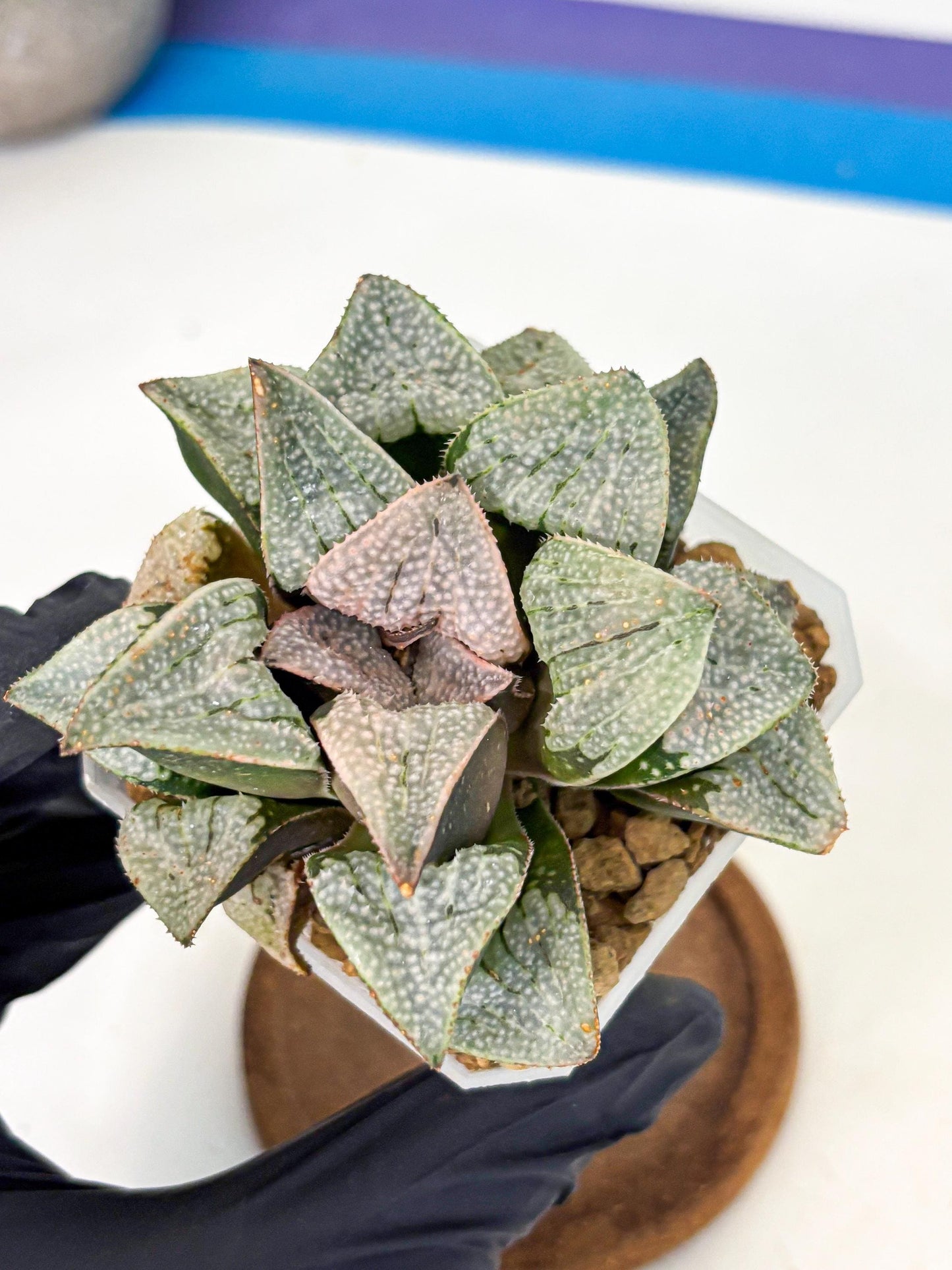 Haworthia Splendes Japan (wa1) (g1) | Rare Succulent
