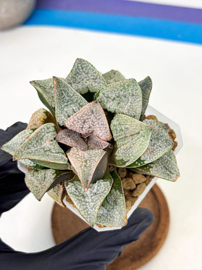 Haworthia Splendes Japan (wa1) (g1) | Rare Succulent