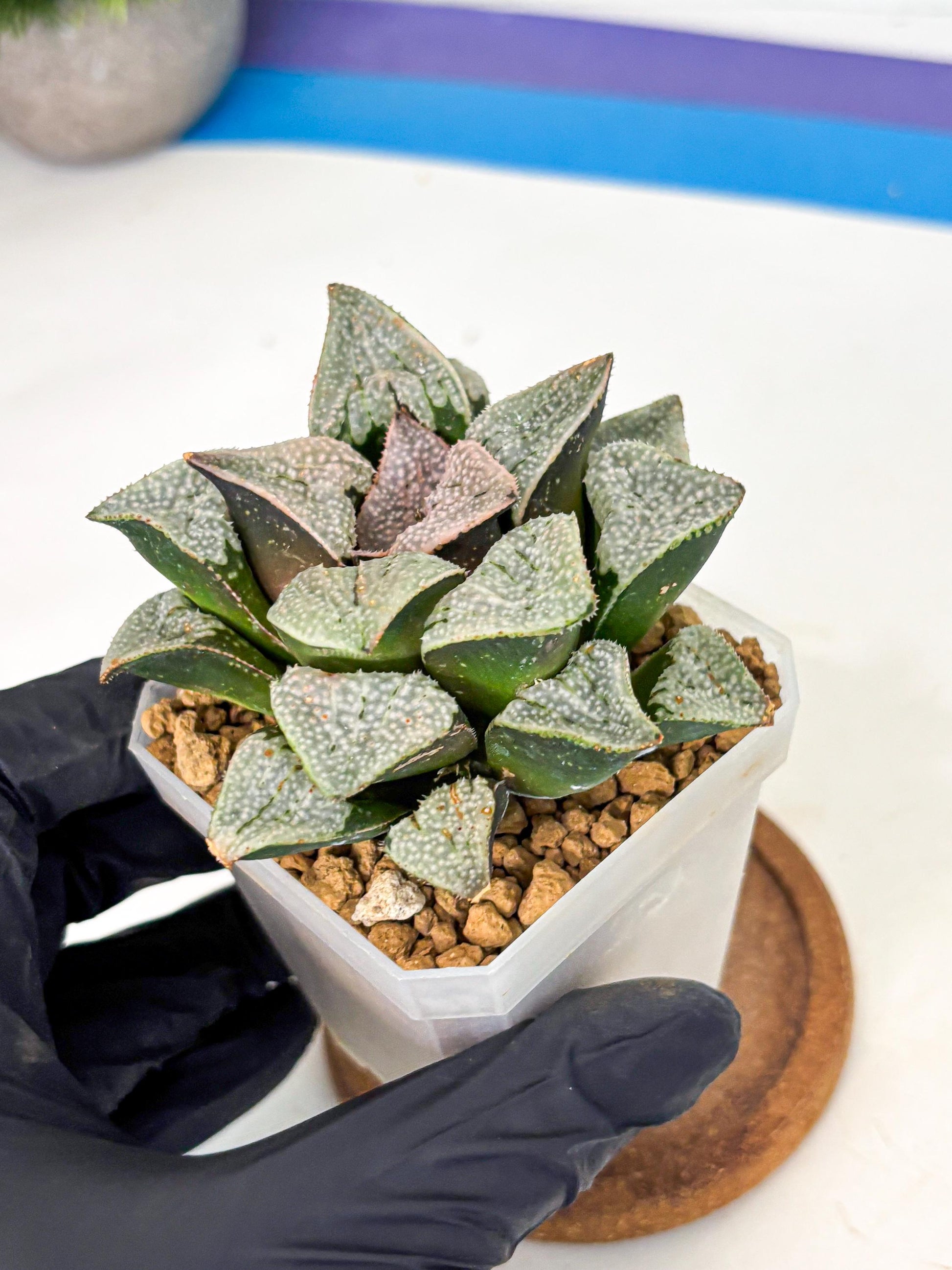Haworthia Splendes Japan (wa1) (g1) | Rare Succulent