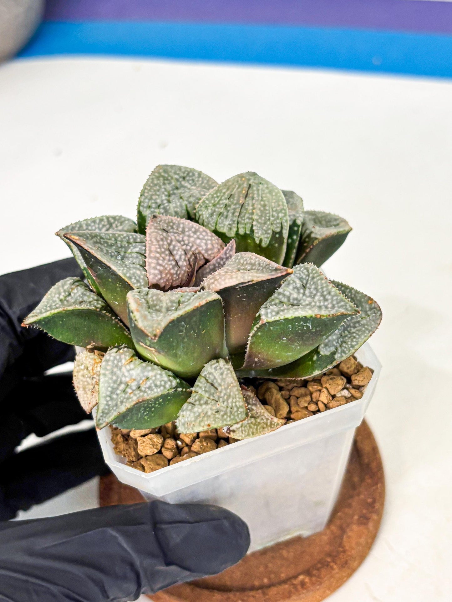 Haworthia Splendes Japan (wa1) (g1) | Rare Succulent