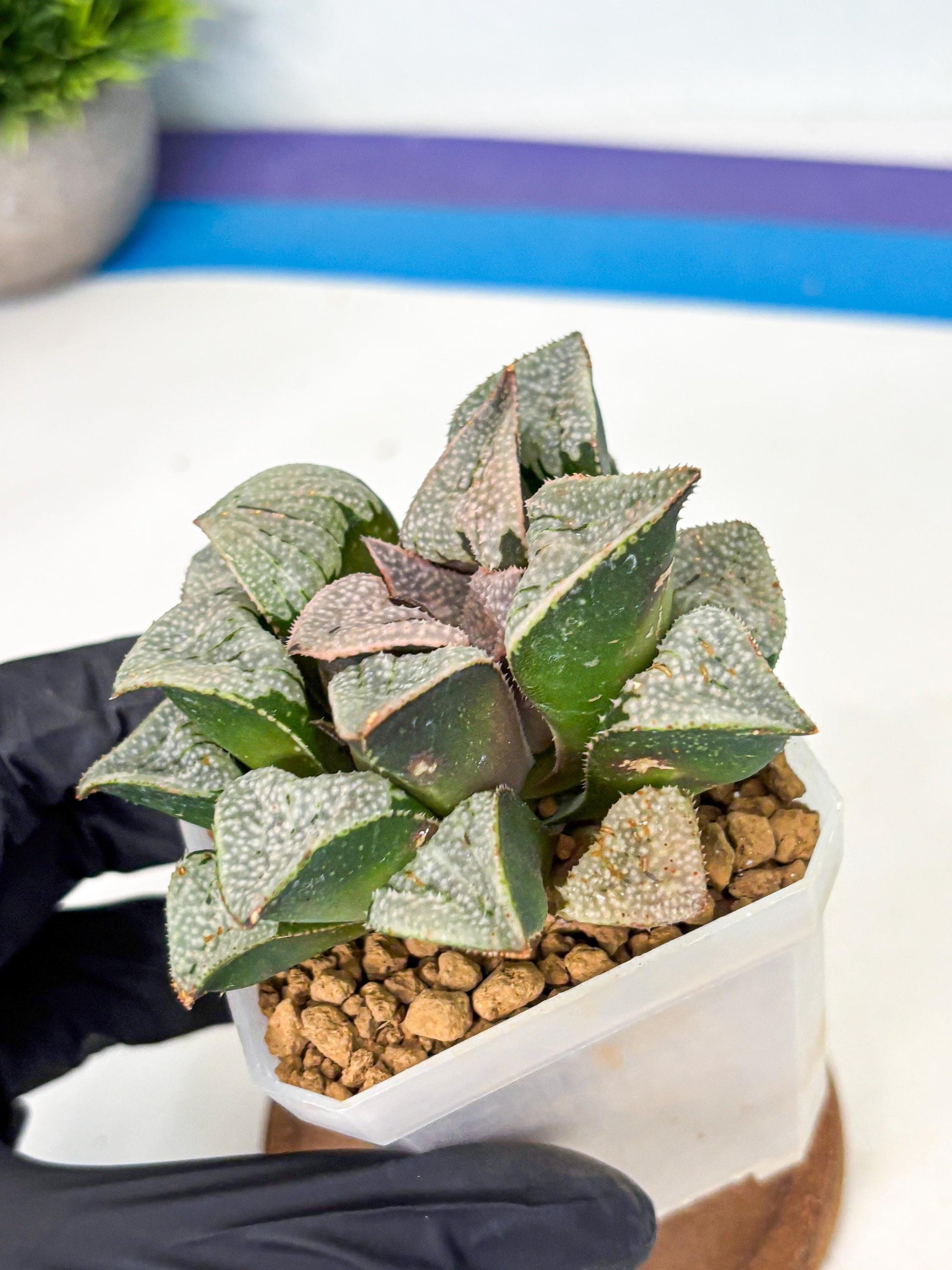Haworthia Splendes Japan (wa1) (g1) | Rare Succulent