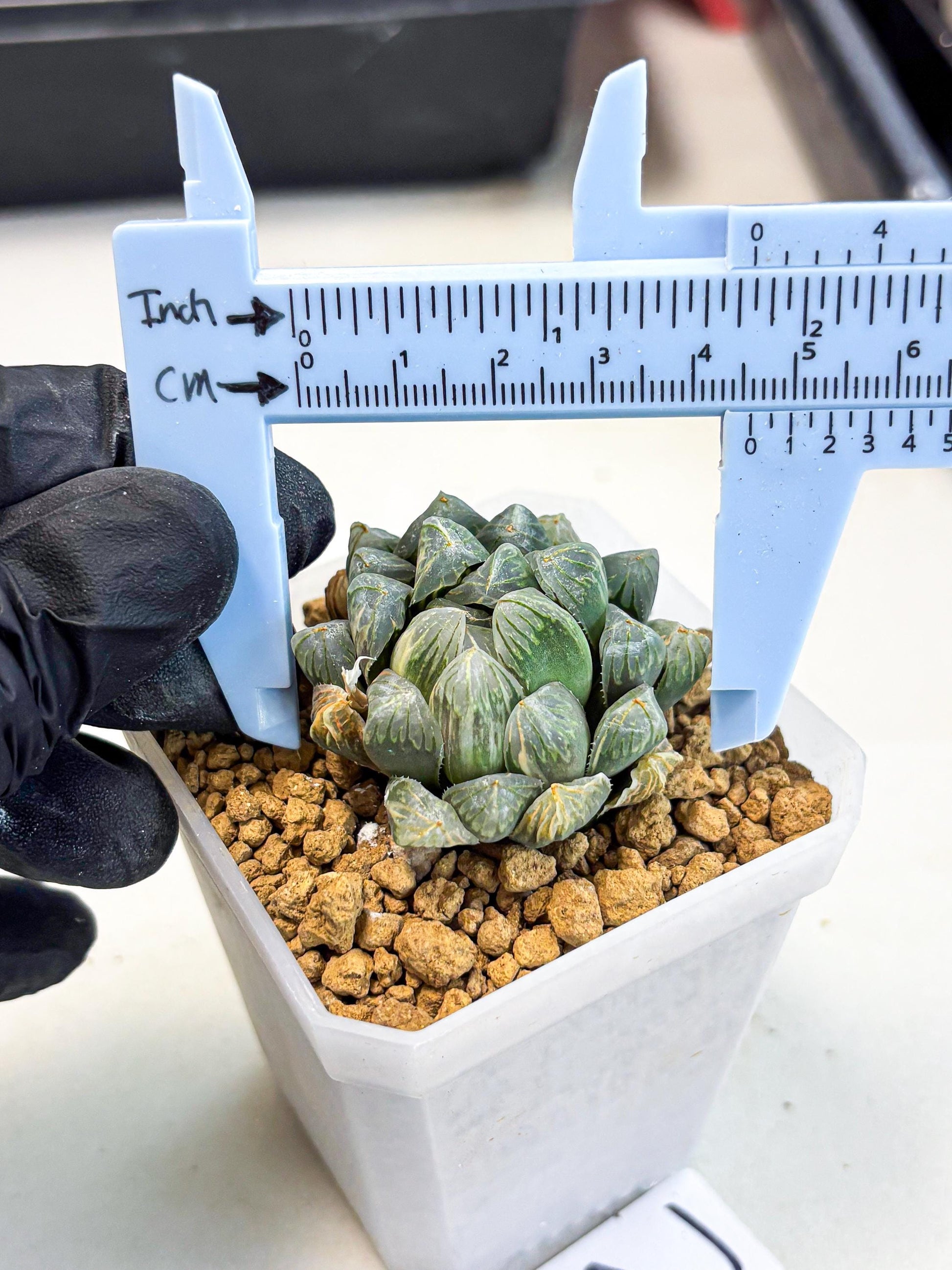 Haworthia Green Princesses (wa1) (g2) | Rare Succulent