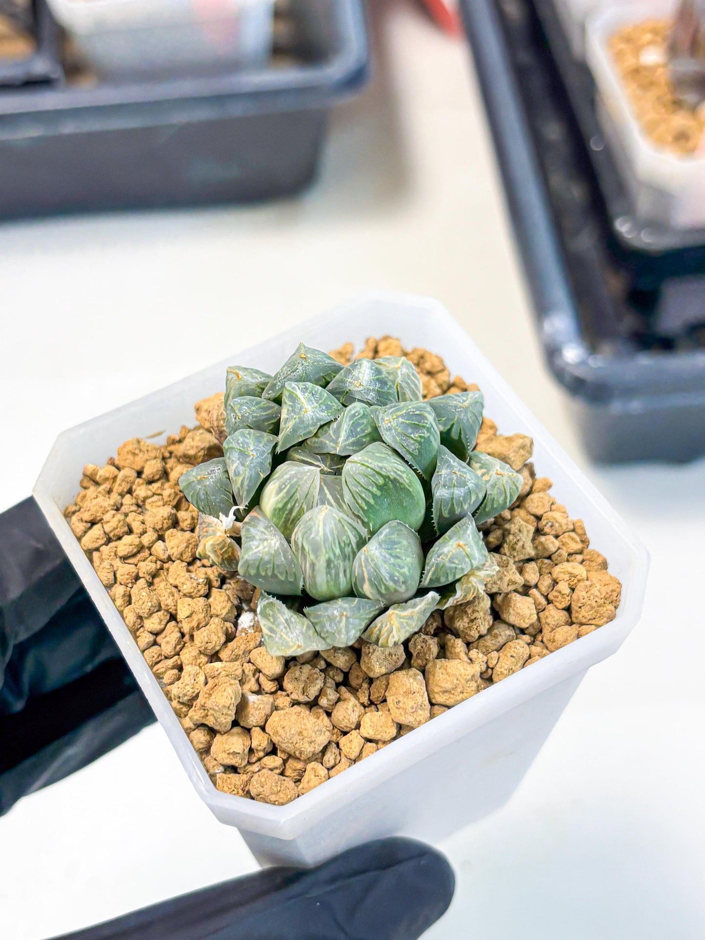 Haworthia Green Princesses (wa1) (g2) | Rare Succulent