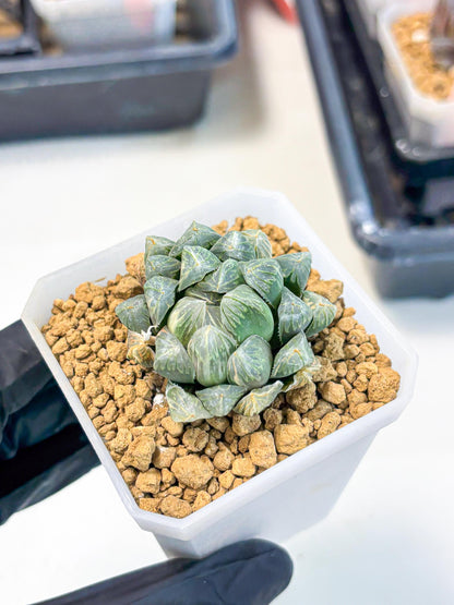 Haworthia Green Princesses (wa1) (g2) | Rare Succulent