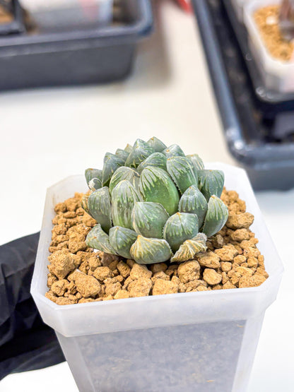 Haworthia Green Princesses (wa1) (g2) | Rare Succulent