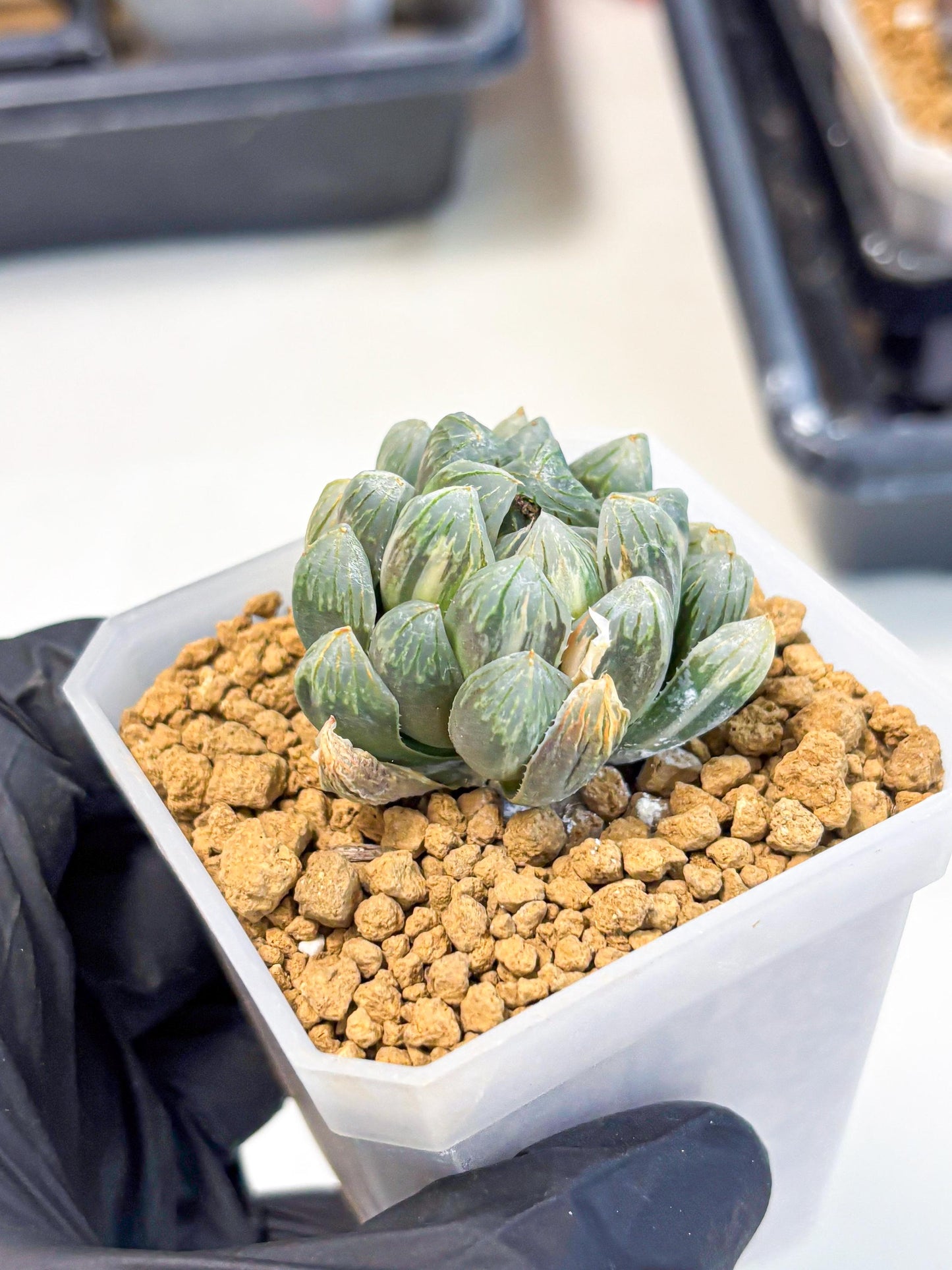 Haworthia Green Princesses (wa1) (g2) | Rare Succulent