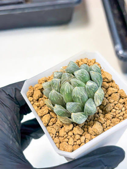 Haworthia Green Princesses (wa1) (g2) | Rare Succulent
