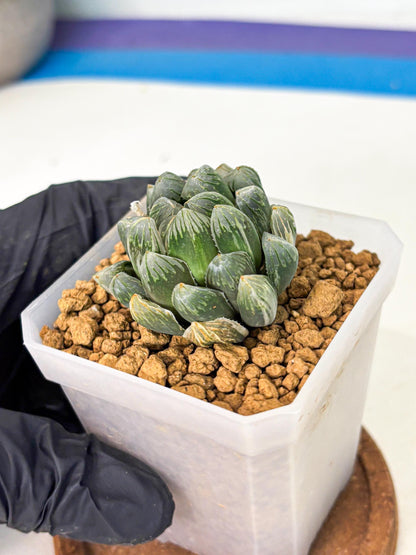 Haworthia Green Princesses (wa1) (g2) | Rare Succulent