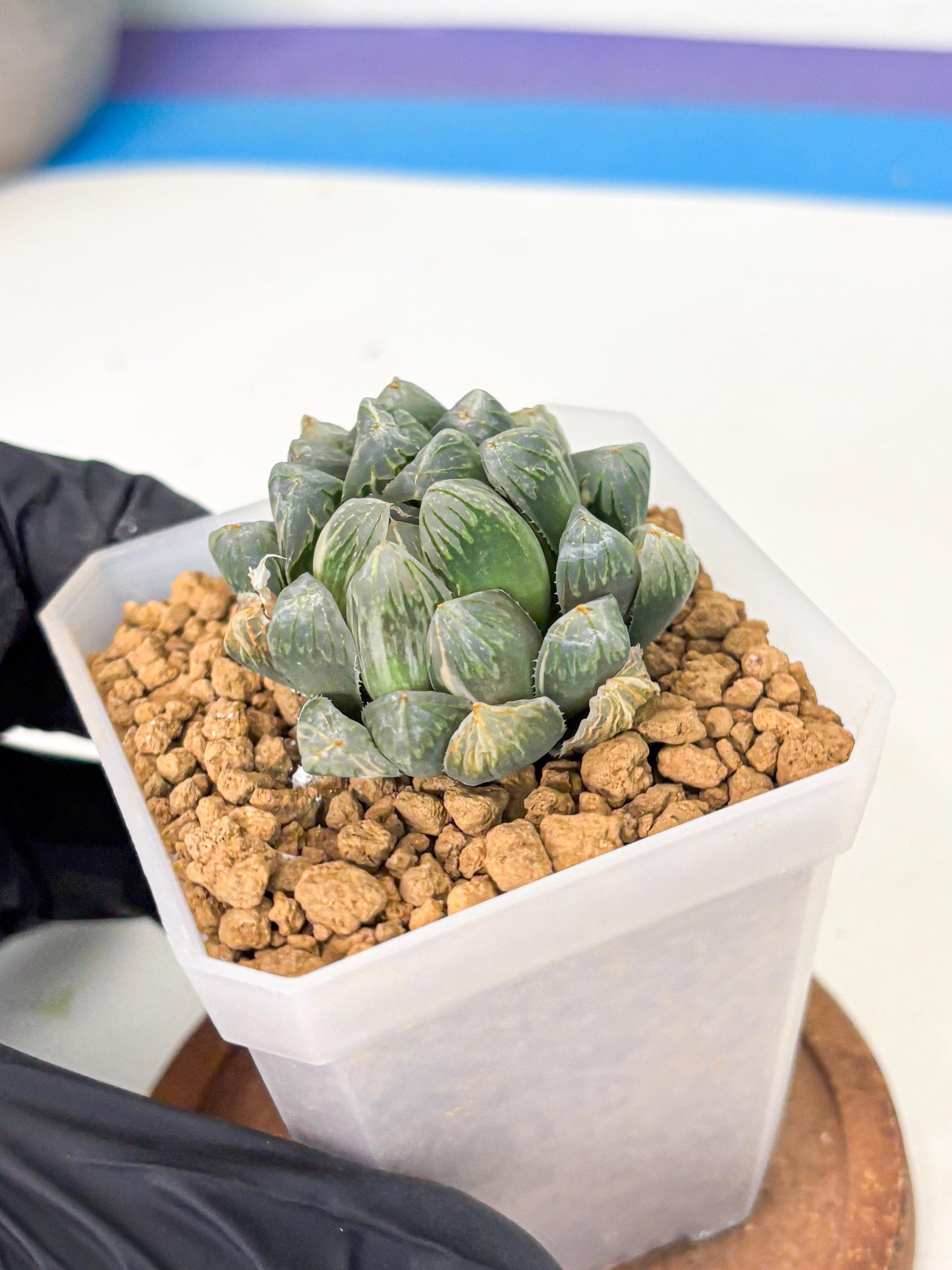 Haworthia Green Princesses (wa1) (g2) | Rare Succulent