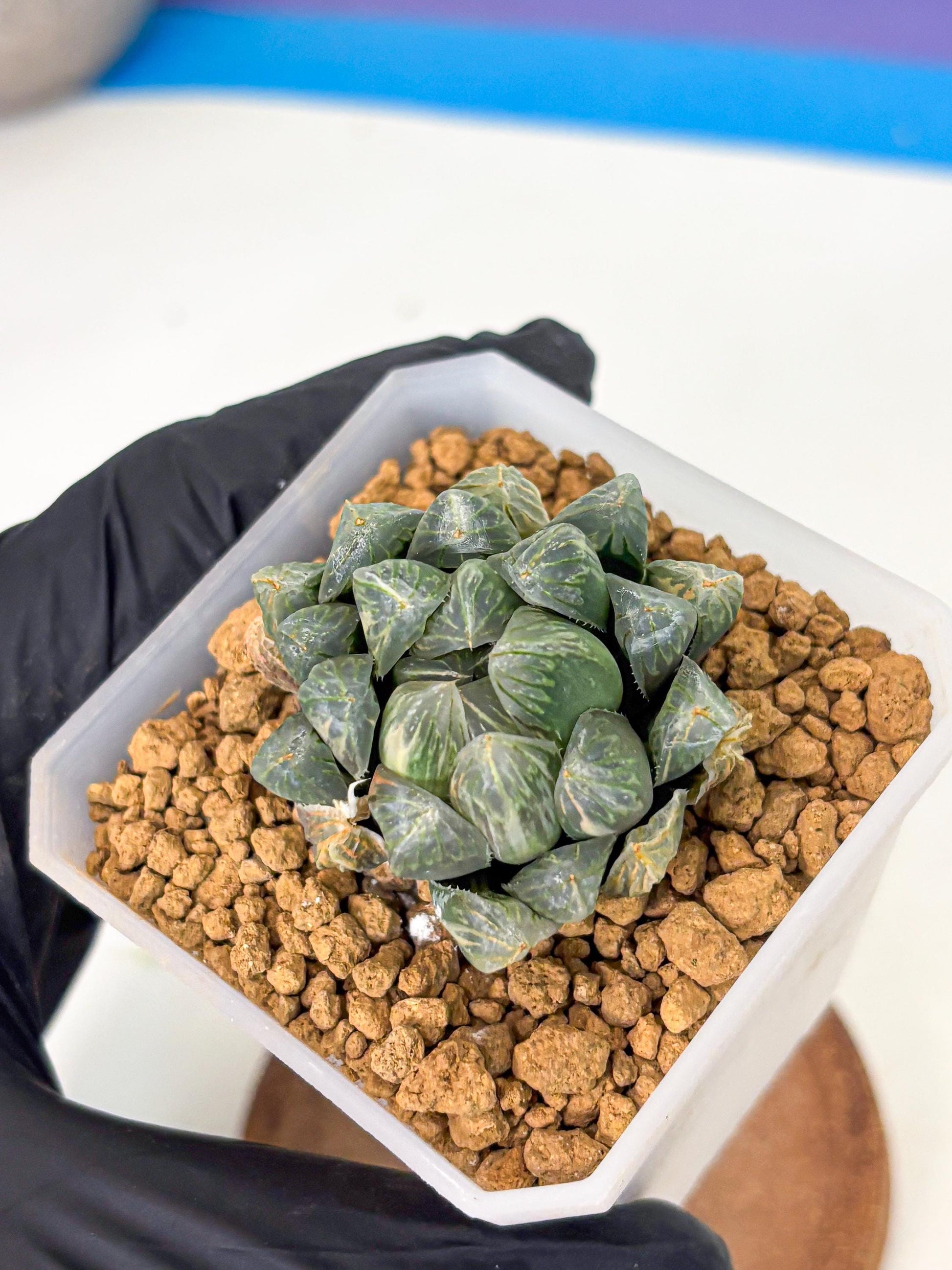 Haworthia Green Princesses (wa1) (g2) | Rare Succulent