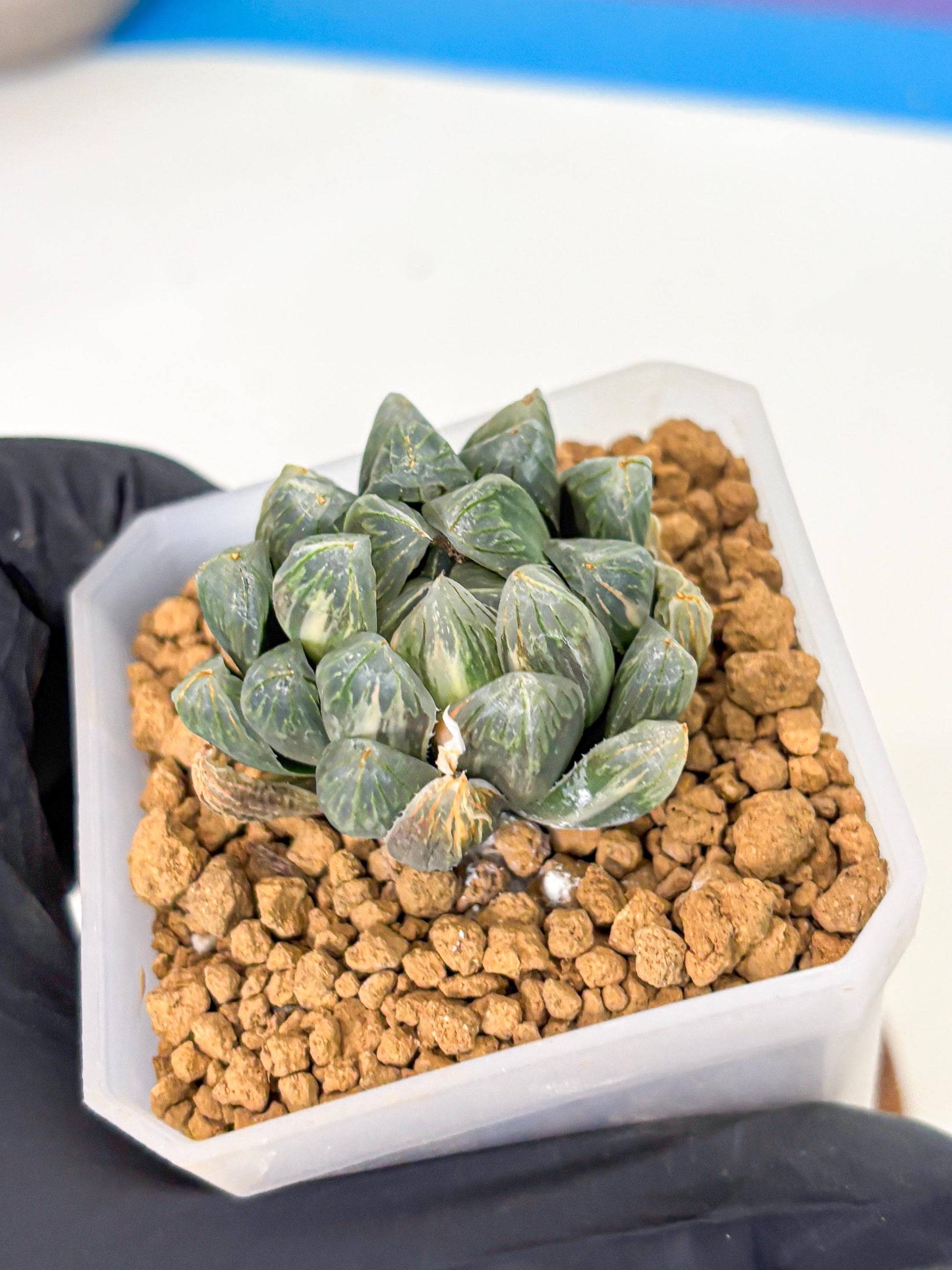 Haworthia Green Princesses (wa1) (g2) | Rare Succulent