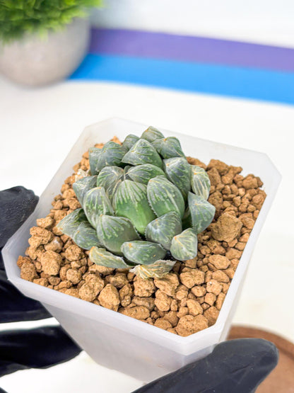 Haworthia Green Princesses (wa1) (g2) | Rare Succulent