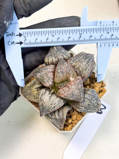 Haworthia Splendens Hana Aoi (wa1) (g3) | Japan Succulent