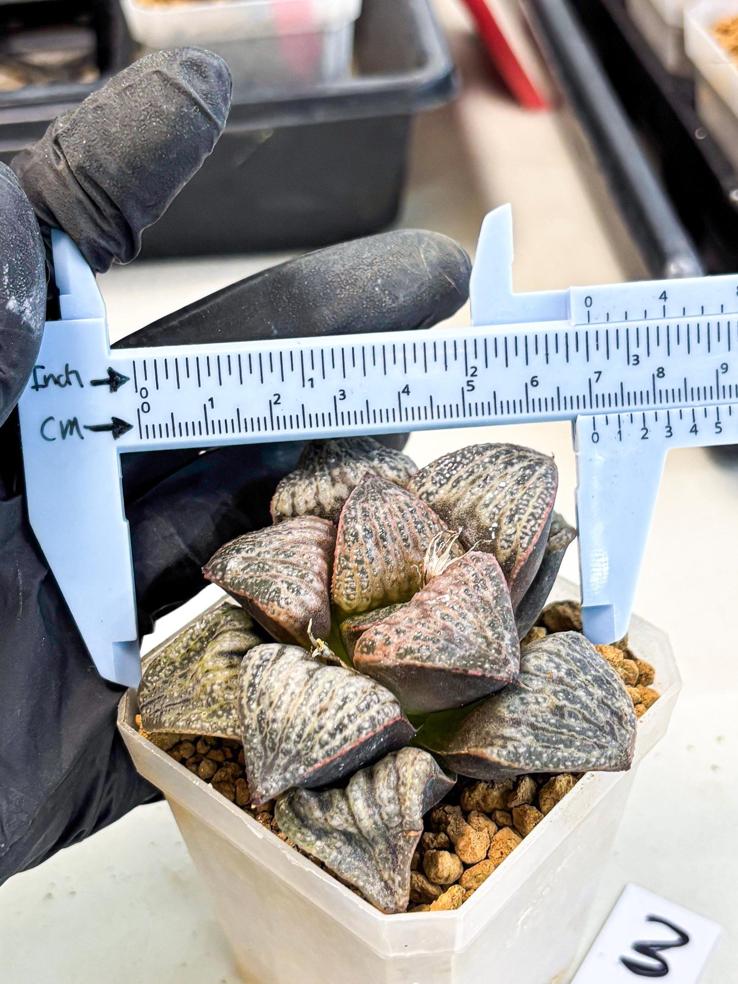 Haworthia Splendens Hana Aoi (wa1) (g3) | Japan Succulent