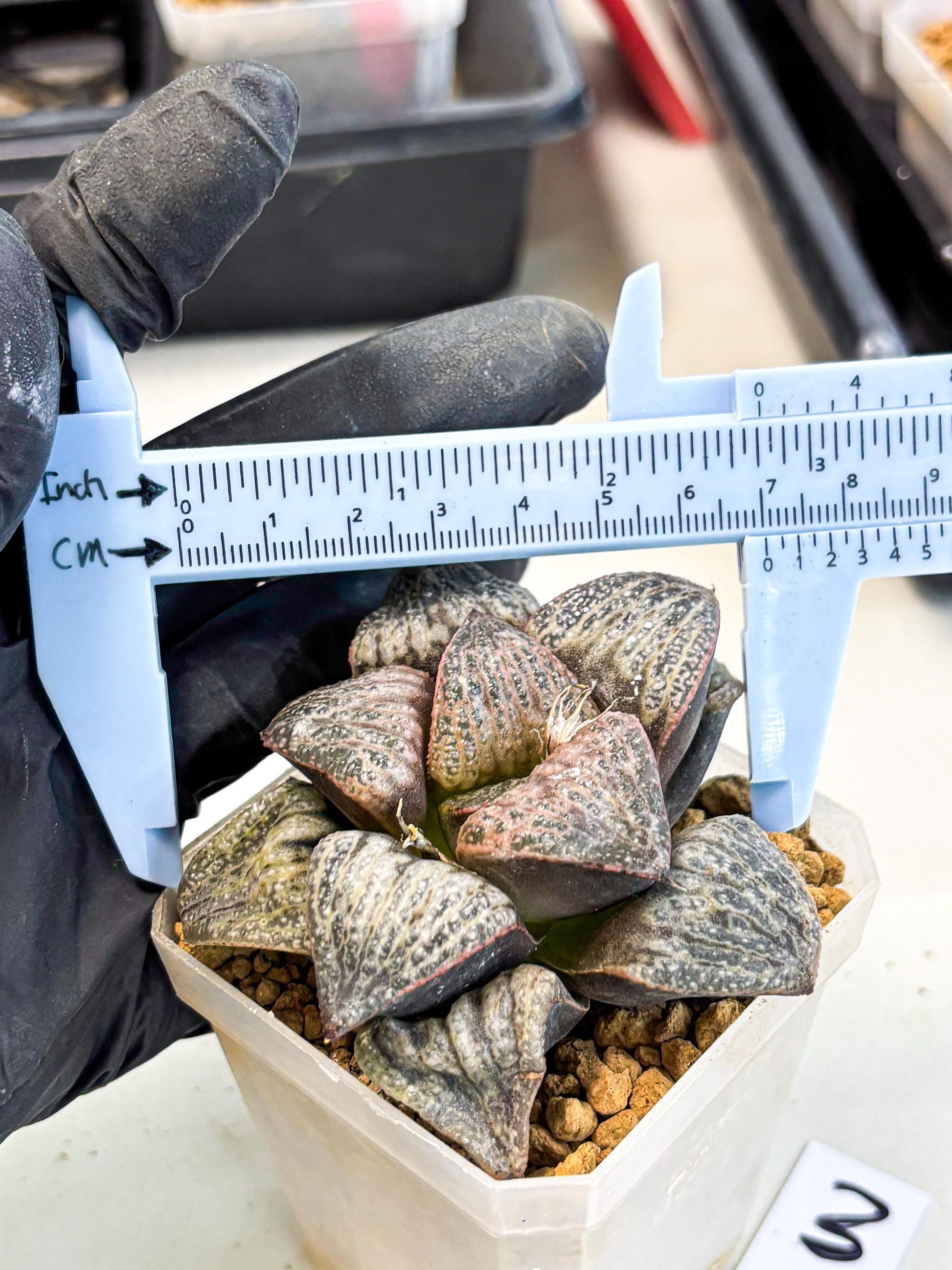 Haworthia Splendens Hana Aoi (wa1) (g3) | Japan Succulent