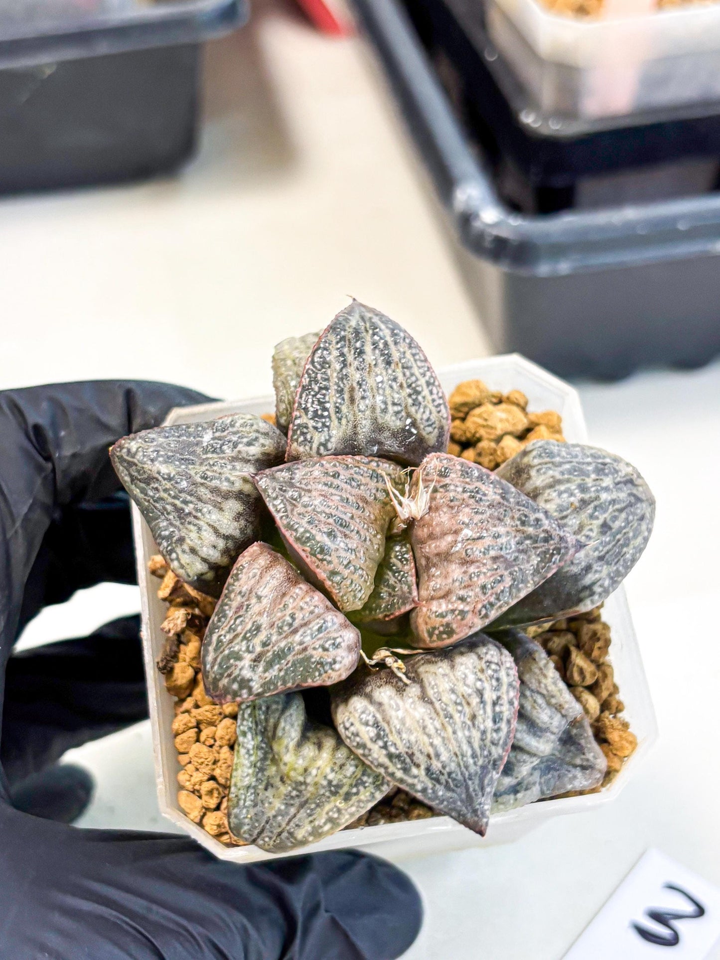 Haworthia Splendens Hana Aoi (wa1) (g3) | Japan Succulent
