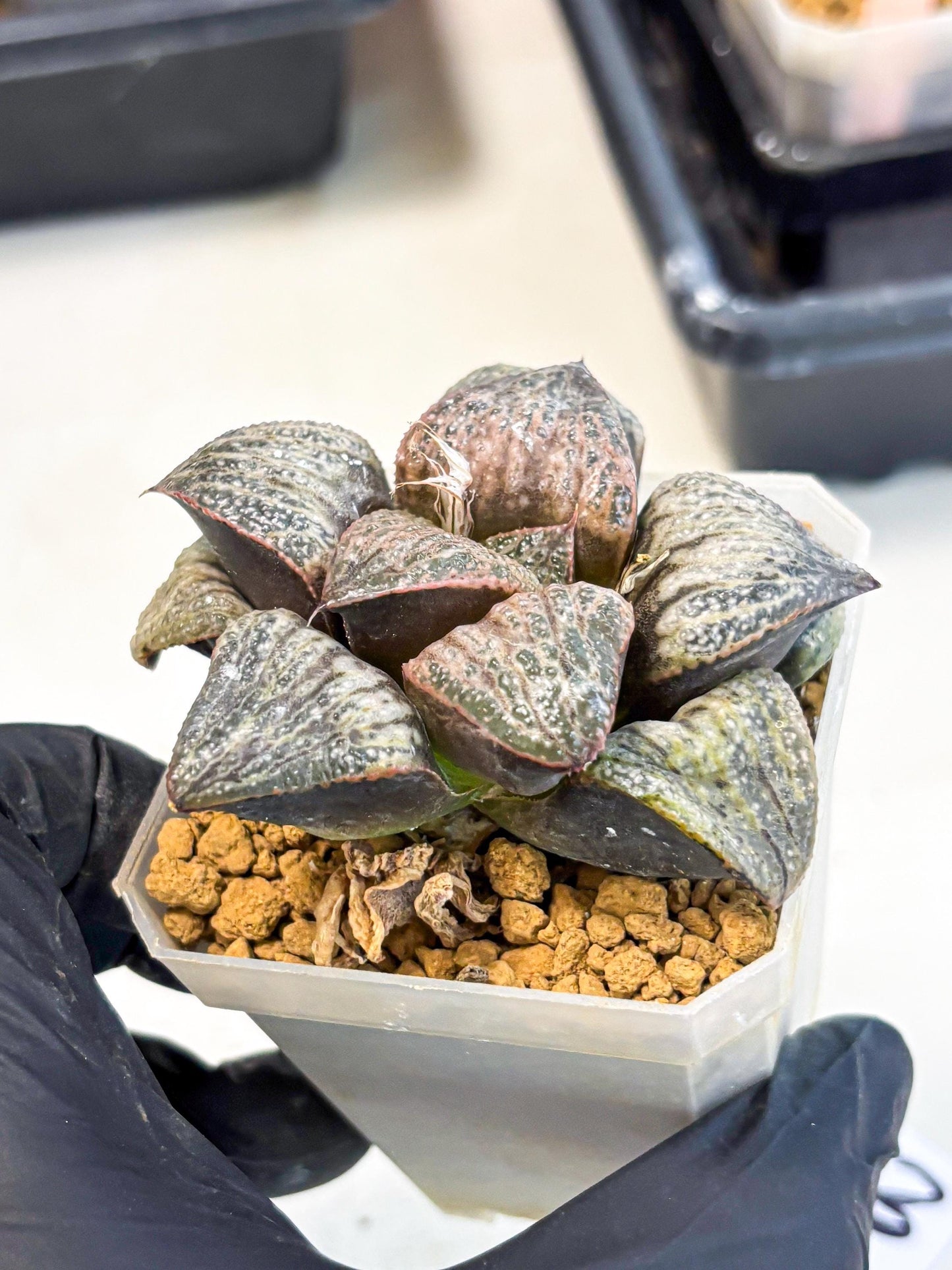 Haworthia Splendens Hana Aoi (wa1) (g3) | Japan Succulent