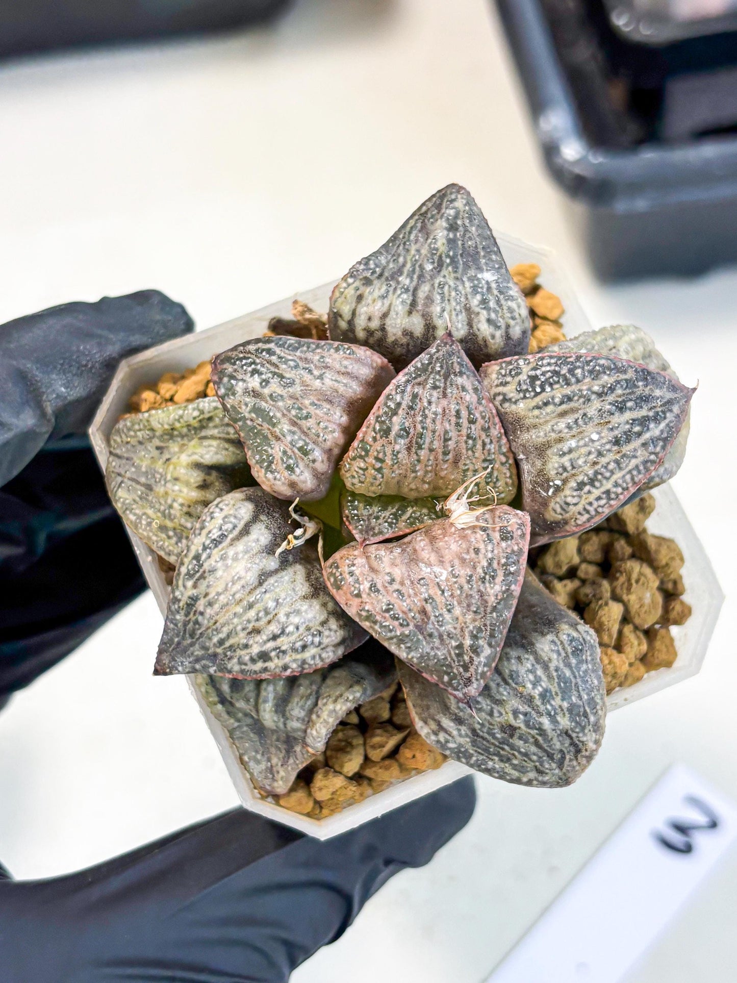 Haworthia Splendens Hana Aoi (wa1) (g3) | Japan Succulent