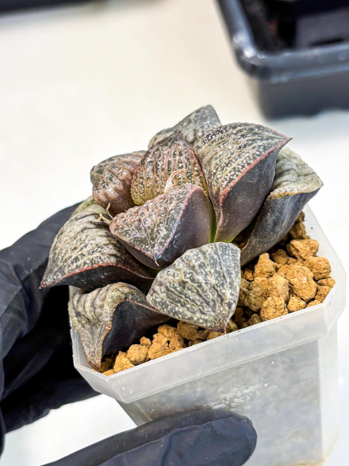Haworthia Splendens Hana Aoi (wa1) (g3) | Japan Succulent