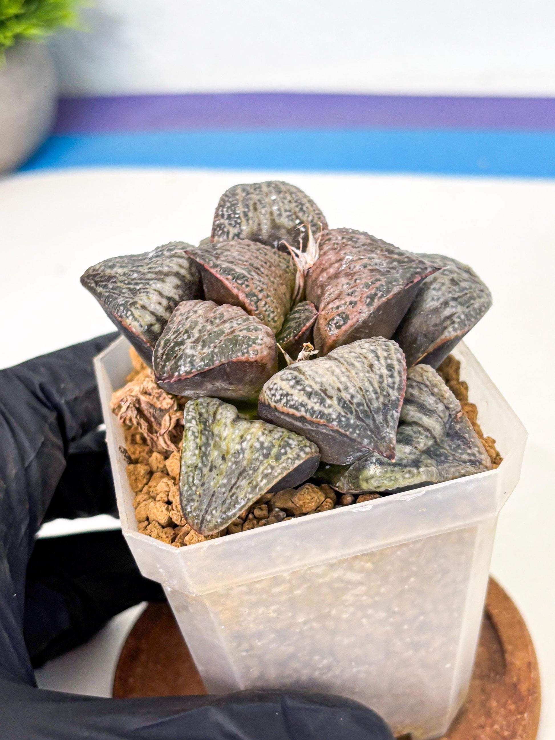 Haworthia Splendens Hana Aoi (wa1) (g3) | Japan Succulent