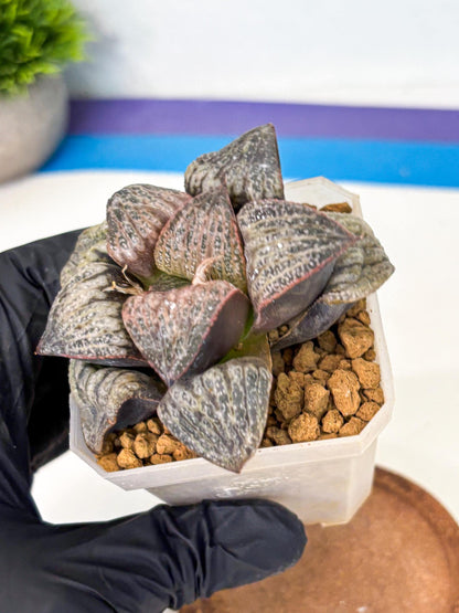 Haworthia Splendens Hana Aoi (wa1) (g3) | Japan Succulent