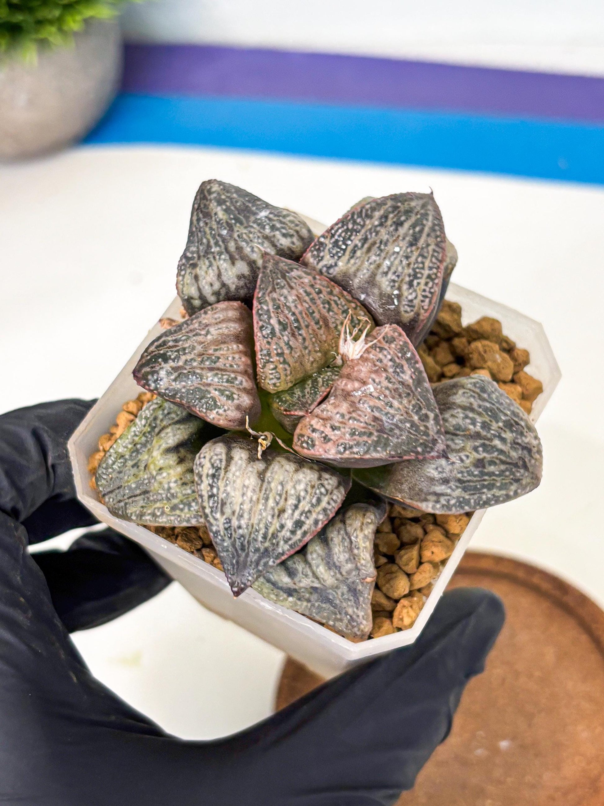 Haworthia Splendens Hana Aoi (wa1) (g3) | Japan Succulent