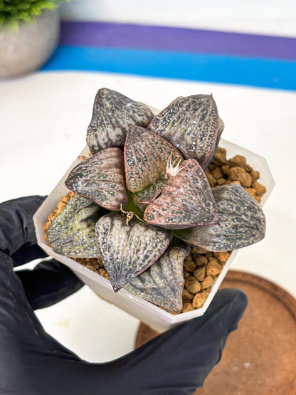 Haworthia Splendens Hana Aoi (wa1) (g3) | Japan Succulent