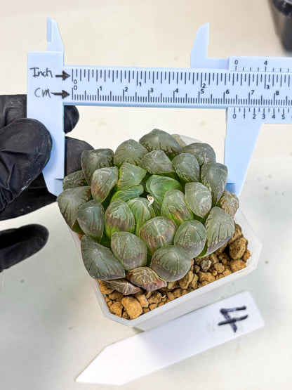Haworthia Obtusa Ex Taiwan (wa1) (g4) | Rare Succulent